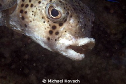 Porcupine fish at the Fish Camp Rocks off the beach at Fo... by Michael Kovach 
